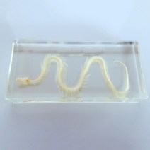 파충류 뱀의 골격 관찰 투명 아크릴 표본 어린이 학생 조립 교재 교구 장치 과학만들기 과학놀이 재료