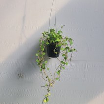 무배특가 플랜테리어 호야말리 말리호야 행잉 공중식물 50-70cm 199