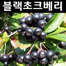 블랙초크베리(아로니아) 실생7~8년 결실주(분) 1개/나무 묘목/과실수/유실수