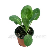 [과학코리아] (4월입고예정/순차발송)배추흰나비(먹이식물만) 중