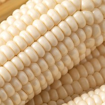 올해의 햇옥수수 국내산 미백 찰옥수수 고당도 초당옥수수, 10개입(최상품 17cm내외)