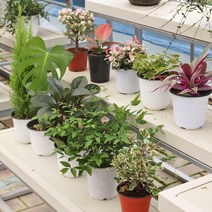 싱그러운 중형 관엽식물 공기정화 식물 모종 포트 화분 중품 모음, 05.홍페페