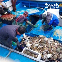 서해 연평도 가을 활 숫 꽃게 1kg, 2022년 급냉(선동) 숫 꽃게, 대 3kg(6-9미)