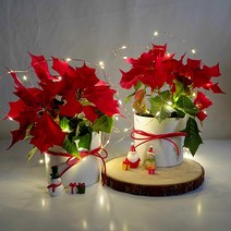 [습지식물] 포인세티아 화분전구세트 1+1 크리스마스 집들이 선물 실내공기정화식물, 포인세티아(2개), 커버화분(화이트)2개+전구(2개)+레드끈(2개)