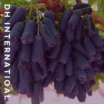 블랙사파이어 가지포도 1kg, 단품
