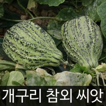 개구리 참외 씨앗 토종 재래종 채소 종자 야채 50알