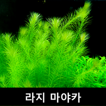[수초몰] 라지 마야카 / 초보자수초 자연수초, (특가) 4촉