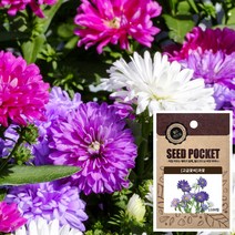 과꽃 씨앗 (1100립) 금잔화꽃씨앗 백일홍꽃씨앗 꽃씨, 단품