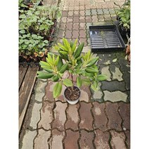 만병초 중대품 고급식물 55-90cm 399