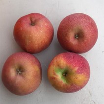 문경약돌 고당도 감홍사과 / 흠과 / 미색 5kg 10~17과 사이즈 혼합