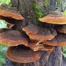 상황버섯분말 상황버섯가루 100g 하루 한스푼 건강한 습관 먹는법 효능, 국내산 상황버섯분말 100g