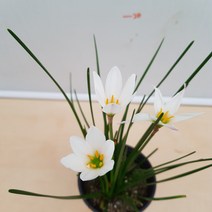 [용이네 화원] 청순가득 흰꽃 나도사프란 소형 055 농원