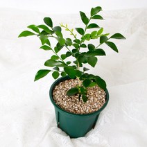 오렌지 자스민 공기정화식물 분갈이 완성 슬릿 화분, 선택:오렌지 자스민