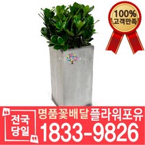 크루시아 개업화분 개업선물 배달 이사 실내공기정화