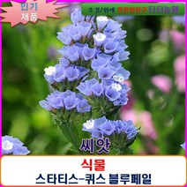 씨앗 스타티스-퀴스 블루페일 20립-SF, 상세페이지 참조