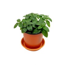 미스터허브 실내공기정화식물 허브 공기청정 미세먼지 제거 인테리어 화분, 10_박하, 5000개