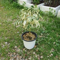 꽃백화점 외목칼라벤자민 중품 35~50cm 79