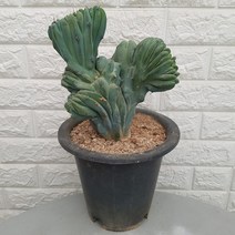 용신목 철화 선인장58