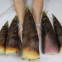 아삭아삭 부드러운 대나무의 어린순 생죽순 삶은죽순 1kg 5kg 10kg, 생죽순10kg