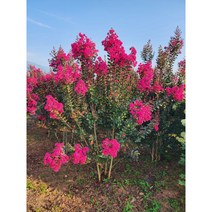 다원식물원 5년생 배롱나무 백일홍 묘목 핑크벨벳 여름나무 조경수, 1개