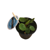 그린플랜트 공기정화식물 펠레아페페로미 1+1