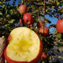 [은하수농장] 가정용 꿀사과 특가판매, 05.가정용흠과 사과 2KG/대과, 1박스