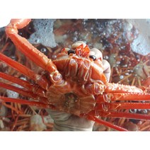 후포홍게 10마리 3키로이상 프리미엄 고급만 판매 당일발송/익일발송/고속버스 이용해서 주말포함 배송도가능 전화문의 최상품만고집합니다, 프리미엄(선물용), 1개