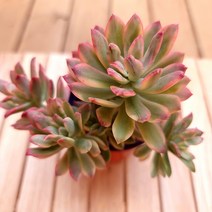 미니벨금 키우기 자연 예쁜 다육 1-50단품, 단품