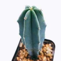 [선인장]용신목5