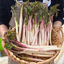 강원도 춘천 연한 노지 땅 두릅 봄나물 1kg 500g 독활 두룹, 1개