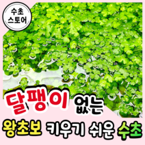 [수초스토어] 검역 노치도메 10촉 / 구피 새우 어항 수초 쉬운 예쁜 은신처 전경 중경 후경 초보 풍성한 쉬운 은신처 흑사 붉은 무이탄 치어 베타 열대어