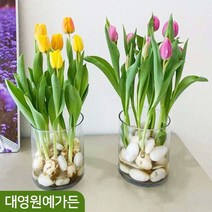 튤립 구근 24종 (5구) 추식구근, 08. 퓨리시마 5구