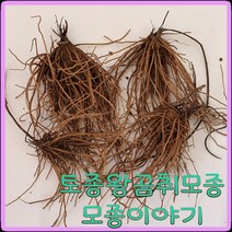 모종이야기 왕곰취모종1년생/ 토종곰취뿌리모종 주당500원, 100개