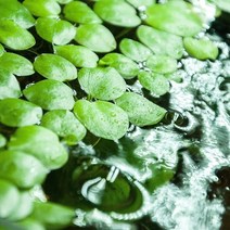 수초하우스) 아마존 프로그비트 12뿌리