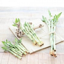 [개운죽 30cm 5개] 키우기 마리모밥 키우기 부레옥잠 워터코인 몬스테라수경재배 행운목