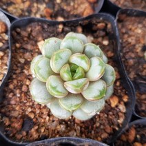 [해뜰다육] 홍포도(아메트롬)소 다육식물 선인장, 1개