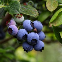 유레카 블루베리 국산 생과, 200g (팩당 100g), 2개