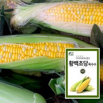 황백초당옥수수 씨앗 텃밭가꾸기, 1팩