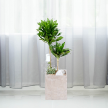 에코플랜트 공기정화식물 개업축하화분 인테리어화분 [서울.경기 평일 당일배송][지방 익일 택배도착]<토요일 오후 일요일 주문건 월요일배송>, 08. 콤펙타 갈색, 1개” class=”wr-img”></a></div></p></div></p></div></p></div><div class=