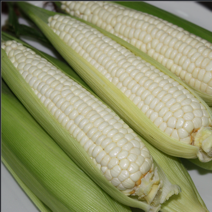 강원도 옥수수 홍천 찰옥수수 농가 산지직송, 50송이