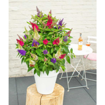 봄부터 가을까지 꽃을보는 붓들레아 특선, 인디고 C3 화분묘, 1개