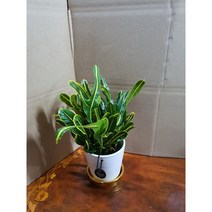 바나나크로톤 완제품01 소공기정화식물/미세먼지/공기정화효과 공기정화식물, 1개