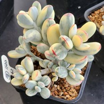다육식물(방울복랑금) 120(42), 1개