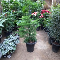 아라우카리아 크리스마스트리 준비하세요