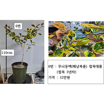 무늬동백(삽목 접목)대품 8종, 4번 유원동백 접목