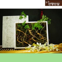 산양산삼 장뇌산삼 10뿌리 산양삼장뇌삼 장래삼 산양산삼주 가격 산삼주 50대 남자 엄마 사위 생일 팔순 시댁 80대 할머니 선물 부모님 환갑 60대 어르신 선물 장모님 아버지 생신