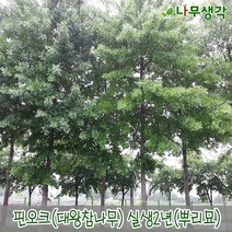 착한가격 나무생각 / 핀오크(대왕참나무) / 실생2년 / 1등묘 / 20주, 주