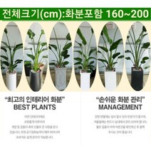 없음 [반값화분] 개업축하대형극락조(여인초) NASA공기정화식물 새집증후군새건물병증후군가정집거실사무실DP전용개업축하입주축하, 원통화이트