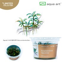 AquaArt 아쿠아아트 부세 파란드라 아쿠아아티카 무균 수초