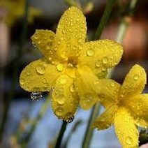 묘목/영춘화 포트묘 /4주 KS452